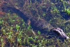 A spectacled caiman patrols a salty pond at a Smithsonian research station in Panama.