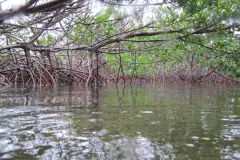 among the roots in a mangrove forest