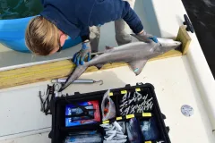 A scientist measures the length of a shark