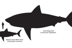 A great white shark next to a giant megatooth shark
