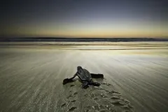 “Leatherback turtles are critically endangered, and this young hatchling is a symbol of hope for their future.” -- Nature's Best photographer, Jason Bradley.Equipment Used to Capture the Shot: Nikon D2X; 12-24mm lens; 1/100 sec at ƒ/5.6.