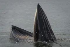 A Bryde's whale catches a meal