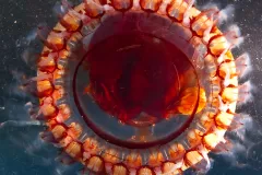 Sarah Gotheil, from IUCN Global Marine Programme, snapped this photo in the course of her research into fragile species and ecosystems.