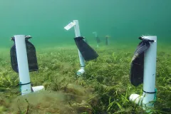Field experiments conducted by the Zostera Experimental Network (ZEN) explored seagrass biodiversity. 
