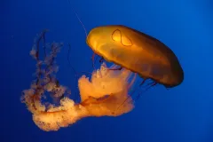 A jellyfish floating in the water. 
