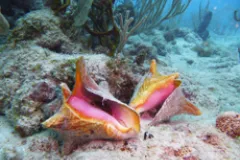 Queen Conch on a reef