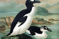 An illustration of two great auks. 