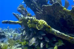 a reef with plenty of fish