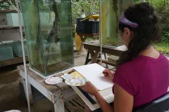 Artist Irene Kopelman draws a mangrove root held in specially constructed aquaria. 