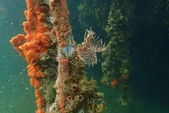 Mangrove roots are a complex habitat that function as a protective nursery for juvenile fish. 