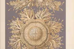 Haeckel discovered a species of rhizostome jellyfish in Bellagemma, Ceylon, in December 1881. Its form so impressed him that he used it as a model for ceiling decorations in his Villa Medusa home in Jena.