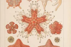 Starfish—marine invertebrates of the phylum Echinodermata—are famous for their ability to shed limbs as a means of defense and then regenerate the sacrificed part. 
