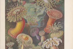 Sea anemone illustrations from Ernst Haeckel. 