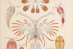 Illustration of copepods from Ernst Haeckel. 