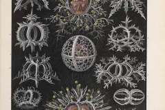 Illustrations of radiolarians from Ernst Haeckel. 