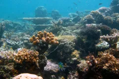 A healthy and vibrant coral reef in Papua New Guinea. 