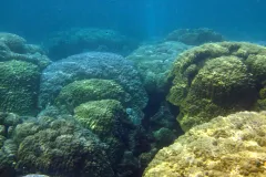 But closer to the CO2 seeps, the complex reef has been replaced by a “monoculture” of boulder corals.