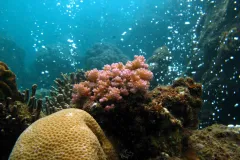 Branching coral in naturally acidic water. 