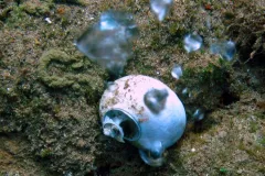 The acidic waters from the CO2 seeps can dissolve shells and also make it harder for shells to grow in the first place.  