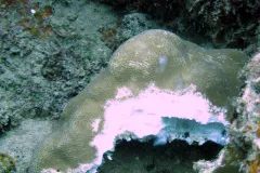 Acidic waters are also able to completely dissolve coral skeletons. 