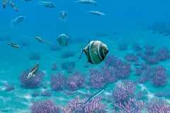 fish swim in an ancient lagoon with coral