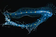 a blue larval cusk eel with a protruding gut 