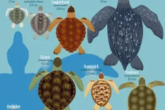 a comparison of sea turtle sizes