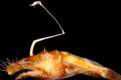 A deep sea anglerfish called a dreamer