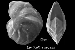 Lenticulina secans-- this “benthic” foram lives on the seafloor. This specimen was collected from southeastern Tanzania.