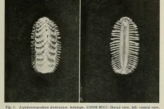 two polychaete worms side by side