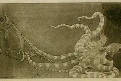 An octopus catching a fish