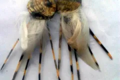 Lionfish earrings