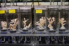 Researchers can study ocean acidification in the lab by rearing organisms (here, Lophelia deep-sea corals) in seawater with variable pH and measuring if they grow, eat, breathe, reproduce, or develop differently.
