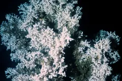 This colony of Lophelia pertusa was photographed from the Mingulay Reef Complex off Scotland in 2005.