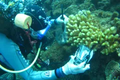 A diver on the reef near Moorea collects samples.
