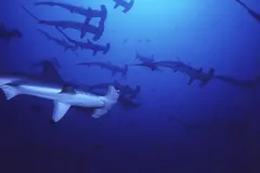 The Malpelo Fauna and Flora Sanctuary site in Colombia was inscribed on the World Heritage List in 2006. The marine park surrounding Malpelo Island is the largest no-fishing zone in the Eastern Tropical Pacific, providing critical refuge for threatened and
