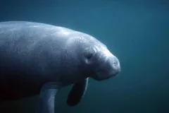 West Indian Manatee