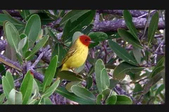 This is the most common songbird in the mangroves of the Caribbean’s Mangal Cay.
