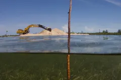 A lone mangrove shoot stands in the path of development in the Bahamas.