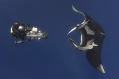 A manta ray meets a diver face-to-face near San Benedicto, Mexico.