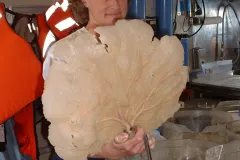&nbsp;Scientist Martha Nizinski holds a specimen of a fan sponge (Phakellia sp.) collected at a deep-sea coral study site off the coast of South Carolina. &nbsp;&nbsp;&nbsp;