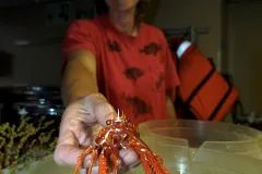 Martha Nizinski holds a squat lobster over a petri dish. 