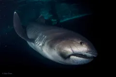 a megamouth shark swims with a diver in the background