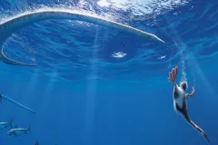 A plesiosaur and a diving bird