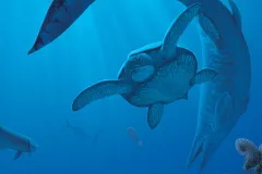 an ancient sea turtle swims with a mosasaur and ancient cephalopods