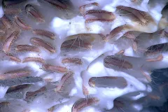 Deep sea worms cover methane ice