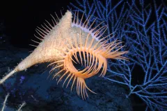 Venus fly-trap anemone in the Gulf of Mexico