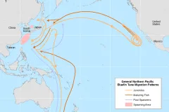A map of the Pacific Ocean and the migration routes of the tuna
