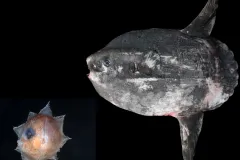 a larval Mola mola next to an adult
