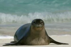 Photo of a Hawaiian monk seal on the beach, with the ocean in the background.